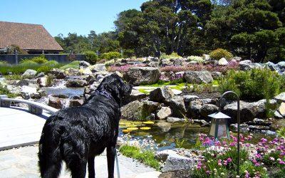 7 Ways to Keep Predators Out of Your Pond