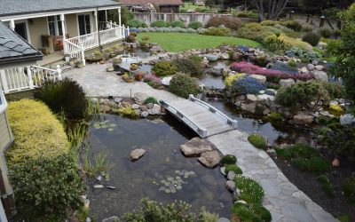 Rain Garden Basics For Your Home