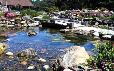 Top 4 Pond Problems and Solutions