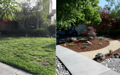 Four Options to Replace Your Lawn