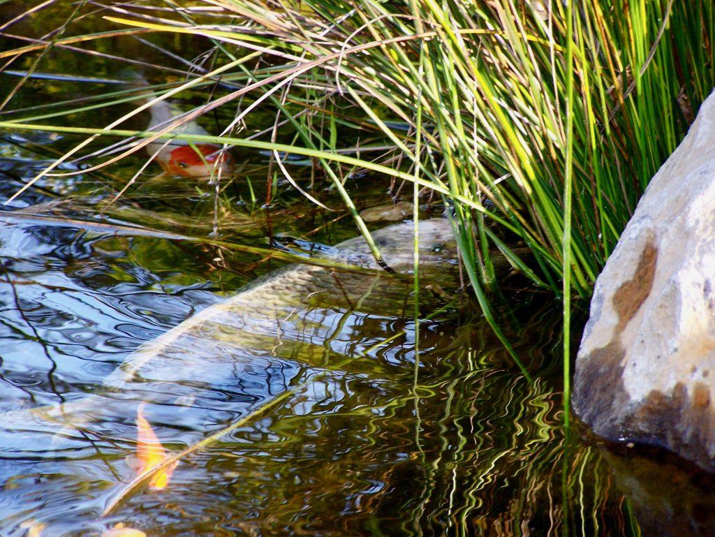 3 Ways to Keep Pond Water Clear Sweetwater Landscape, Inc.