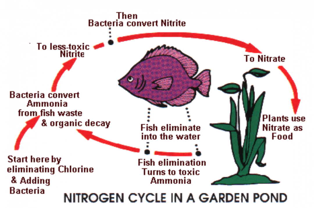 3 Ways to Keep Pond Water Clear Sweetwater Landscape, Inc.