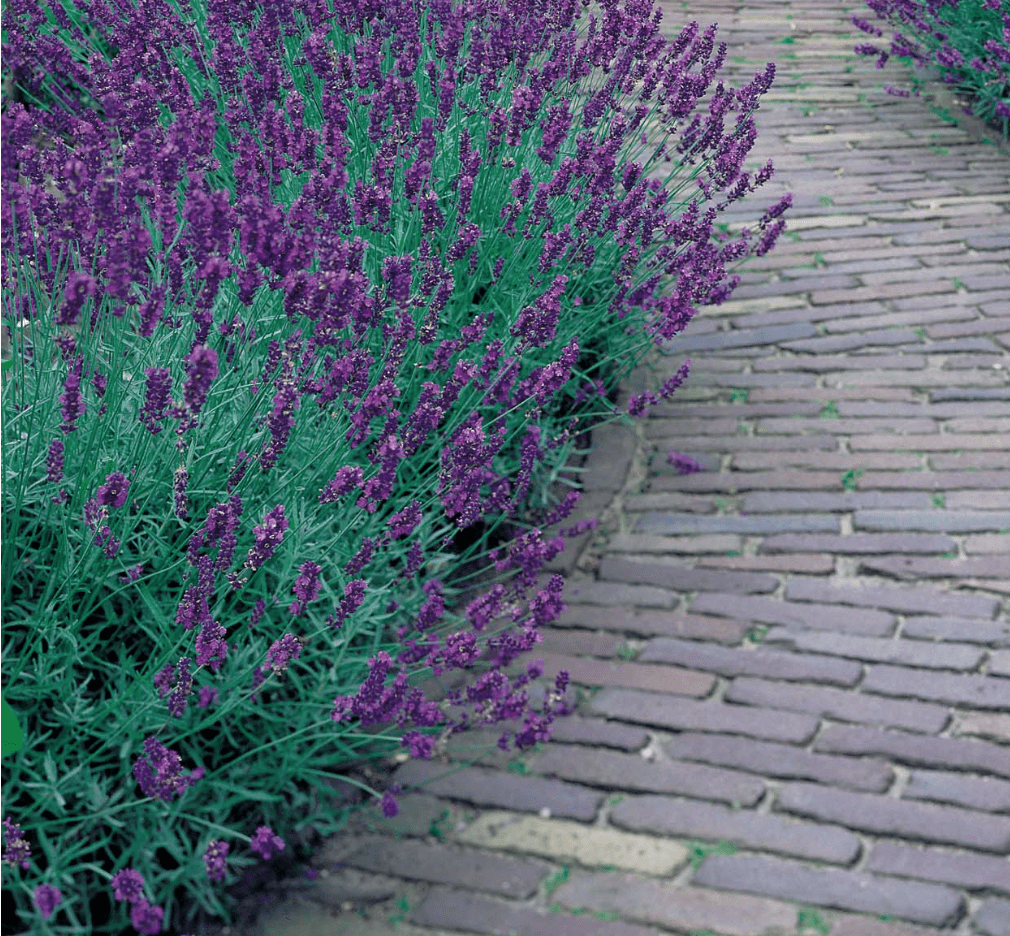 Top 6 LowWater Use Plants Sweetwater Landscape, Inc.