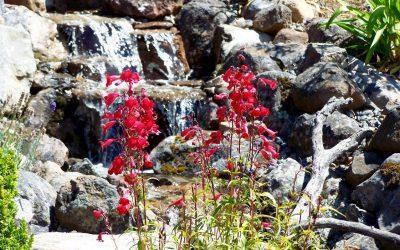 Top 6 Low-Water Use Plants