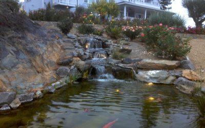 5 Amazing Ways to Add Natural Beauty to Your Pond