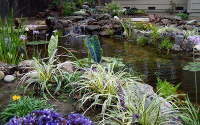How Can I Learn the Latest Fall Pond Care Tips from Pond Contractors Near Me?