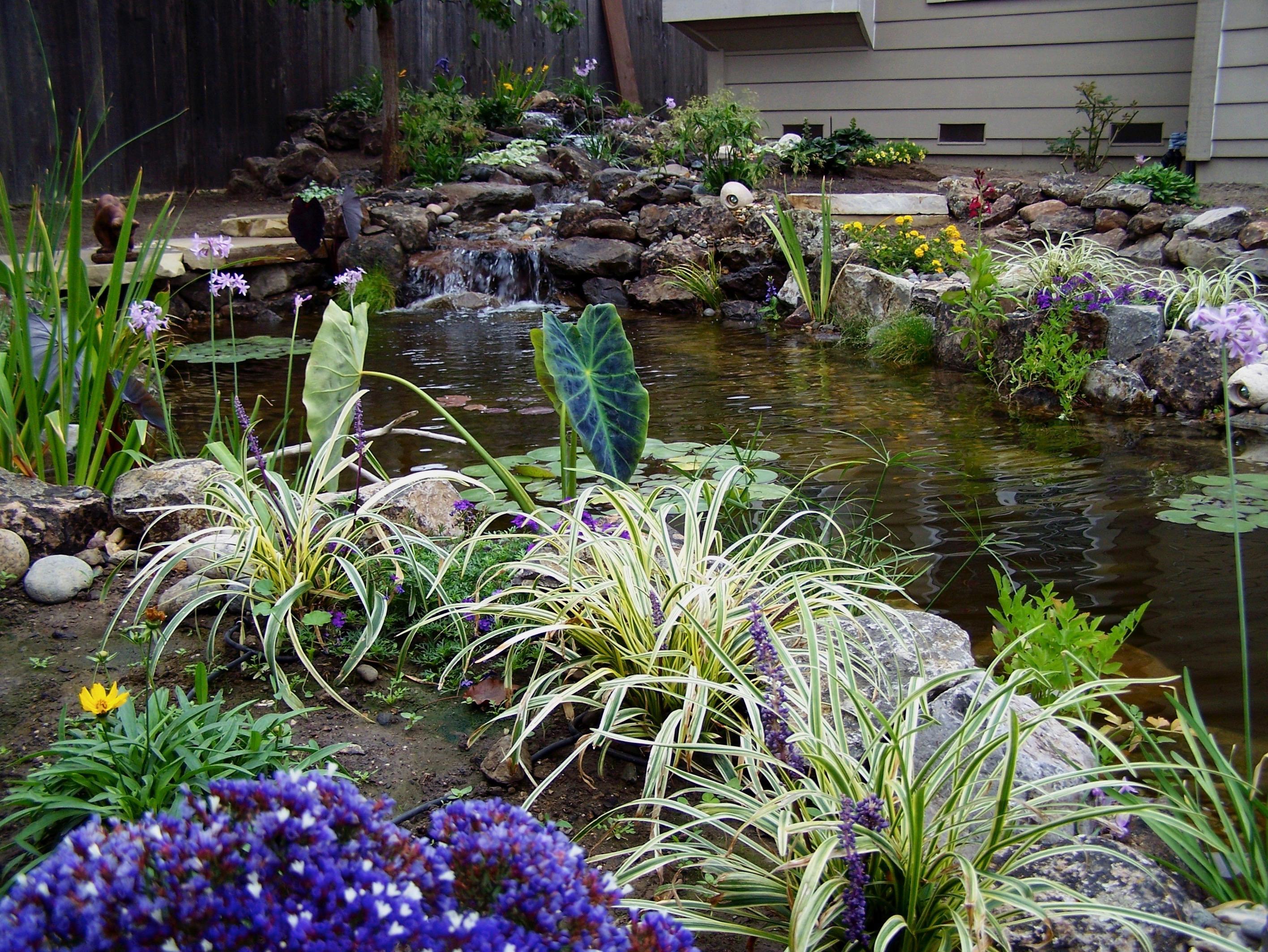 Working with Pond Contractors Near Me on Fall Pond Care