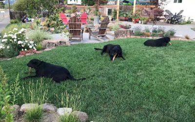 How to Rid Your Lawn of Pests