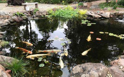 How To Keep Your Pond Cool In Summer