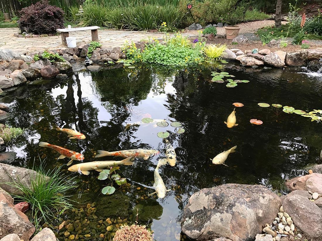 The Importance of a Koi Pond in Your Backyard Sweetwater Landscape