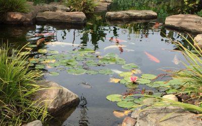 Top Tips on How to Prepare Your Pond for Winter