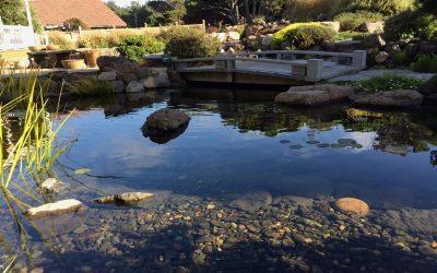 Planning a Pond? Here’s a Useful Guide