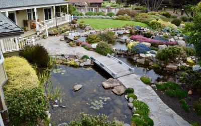 5 Reasons Why Water Features Deserve a Spot in Your Garden
