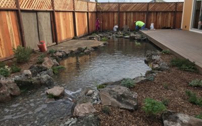 Our Top Four Tips for Spring Pond Keeping
