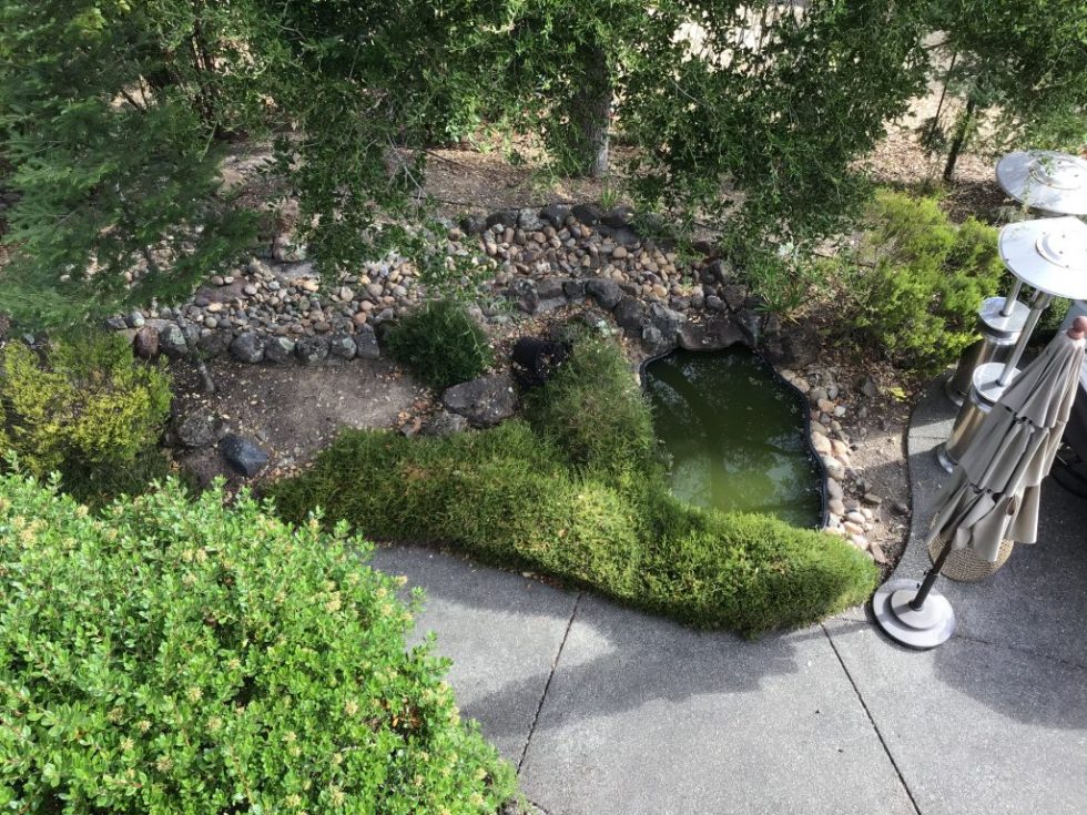 Four Common Pond Building Mistakes